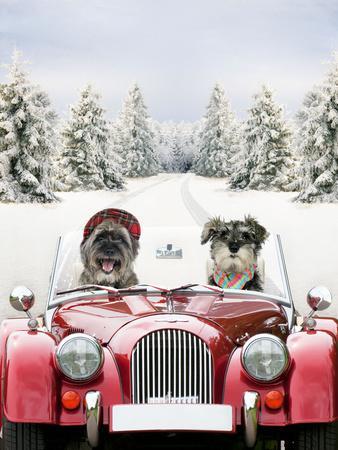 Driving Car Through a Snow Scene - Photographic Print, 12x16