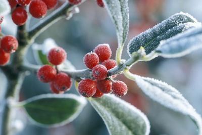 Rimed Berries of the Holly Frosted - Photographic Print, 18x12